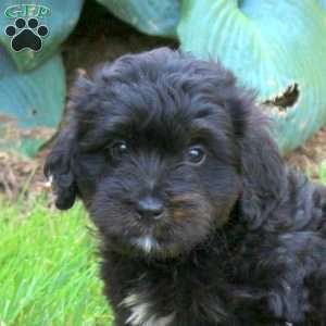 Jasper, Mini Golden Mountain Doodle Puppy
