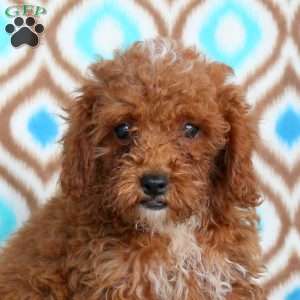 Jasper, Toy Poodle Puppy