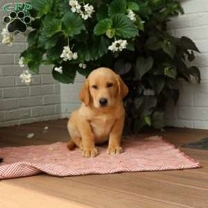 Jasper, Golden Labrador Puppy