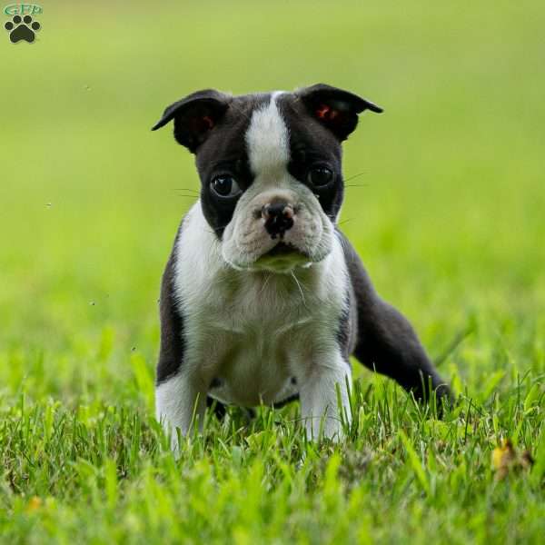 Jasper, Boston Terrier Puppy