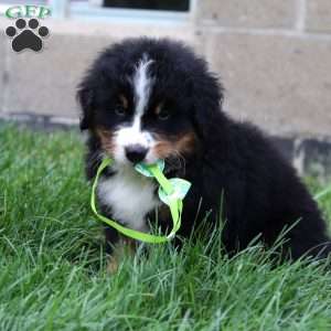 Jasper, Bernese Mountain Dog Puppy
