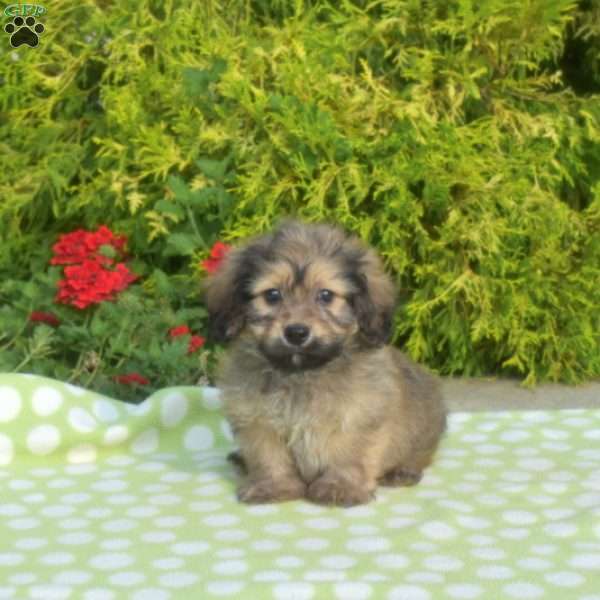 Java-Mini, Dachshund Mix Puppy