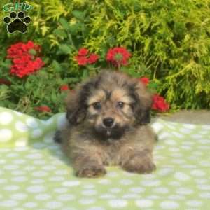 Java-Mini, Dachshund Mix Puppy