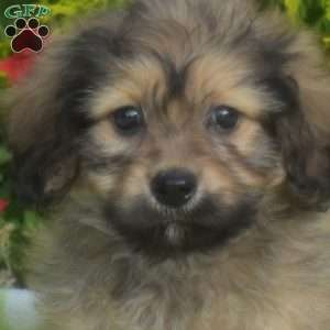 Java-Mini, Dachshund Mix Puppy