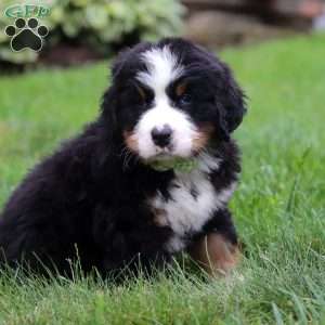 Jax, Bernese Mountain Dog Puppy
