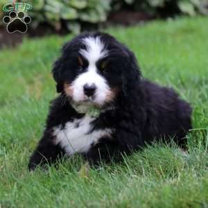 Jax, Bernese Mountain Dog Puppy