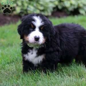 Jax, Bernese Mountain Dog Puppy
