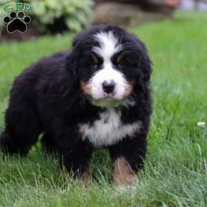 Jax, Bernese Mountain Dog Puppy