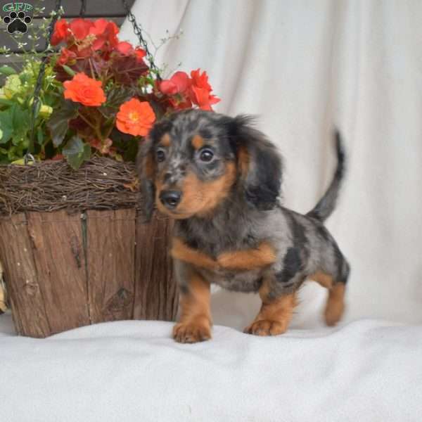 Jax-Miniature, Dachshund Puppy