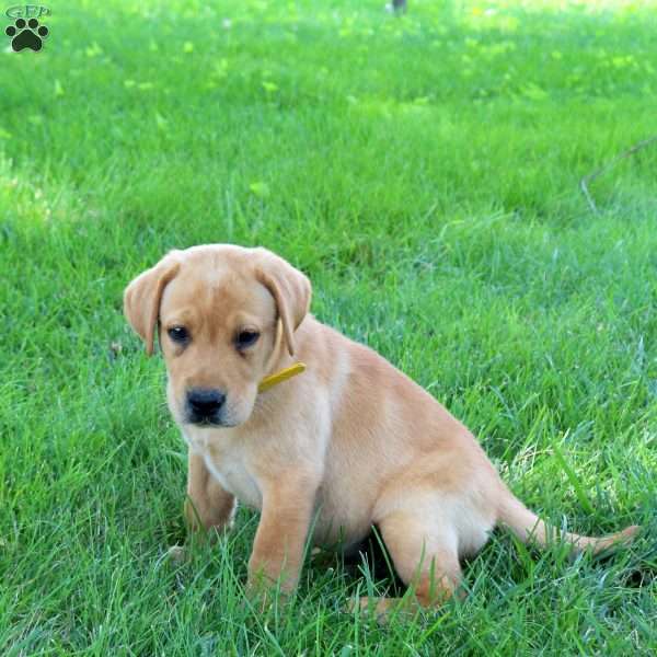 Jax, Fox Red Labrador Retriever Puppy