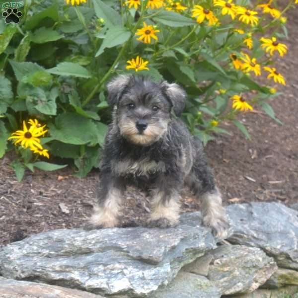 Jax, Miniature Schnauzer Puppy