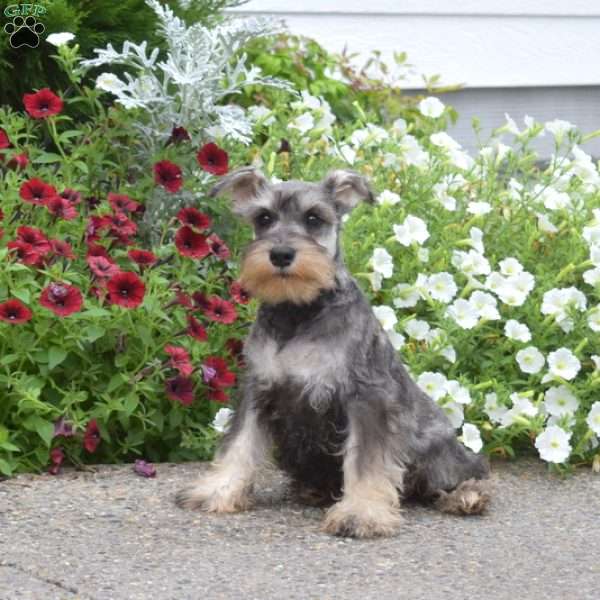Jax, Miniature Schnauzer Puppy