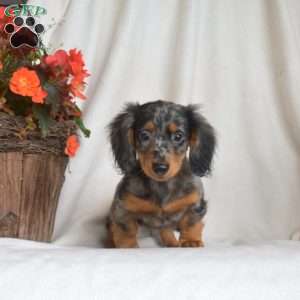 Jax-Miniature, Dachshund Puppy