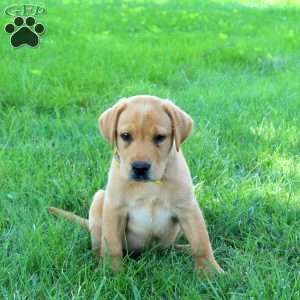 Jax, Fox Red Labrador Retriever Puppy