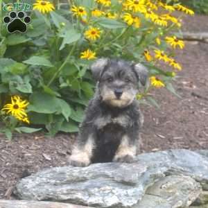 Jax, Miniature Schnauzer Puppy