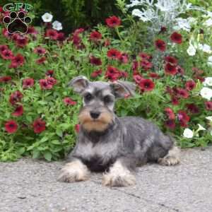Jax, Miniature Schnauzer Puppy
