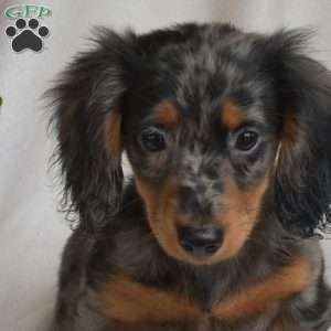 Jax-Miniature, Dachshund Puppy