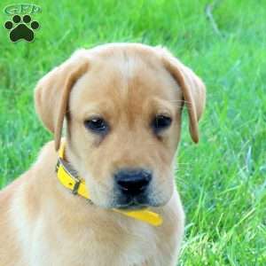 Jax, Fox Red Labrador Retriever Puppy