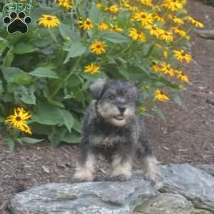 Jax, Miniature Schnauzer Puppy