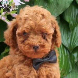Jax, Toy Poodle Puppy