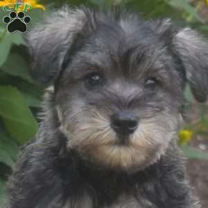 Jax, Miniature Schnauzer Puppy