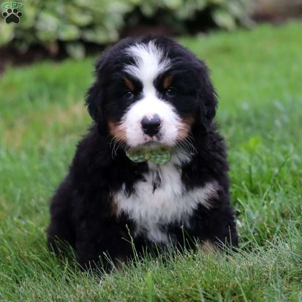 Jax, Bernese Mountain Dog Puppy