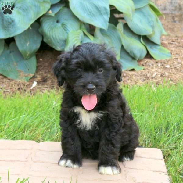 Jay, Mini Golden Mountain Doodle Puppy