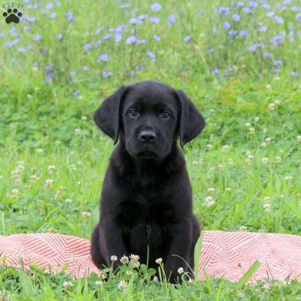 Jay, Golden Labrador Puppy