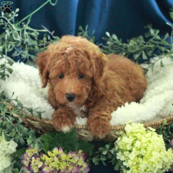 Jay, Miniature Poodle Puppy