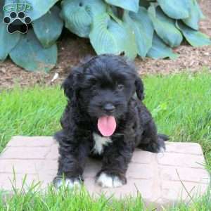 Jay, Mini Golden Mountain Doodle Puppy