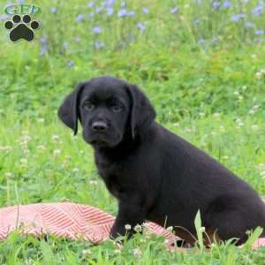 Jay, Golden Labrador Puppy