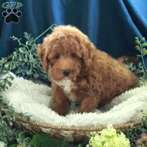 Jay, Miniature Poodle Puppy
