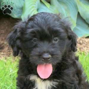 Jay, Mini Golden Mountain Doodle Puppy