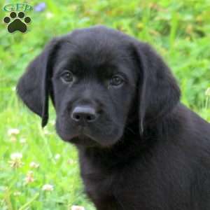 Jay, Golden Labrador Puppy