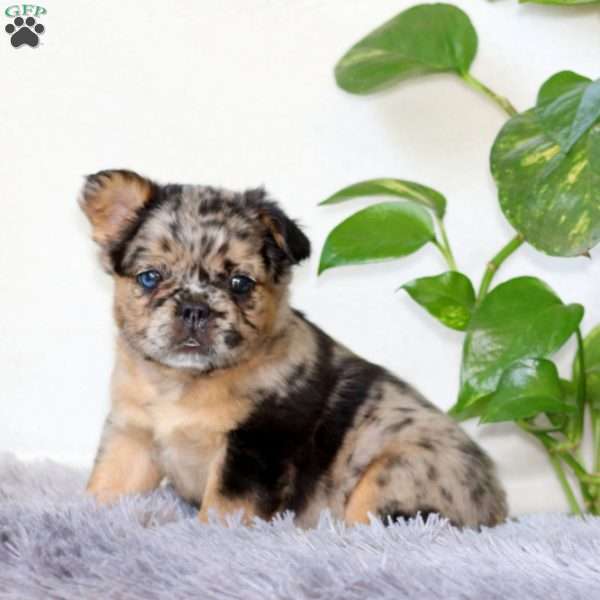 Jayda, French Bulldog Puppy