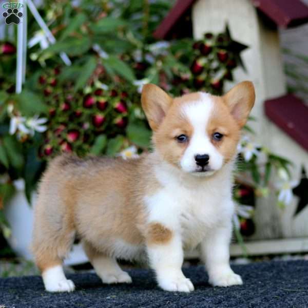 Jayda, Pembroke Welsh Corgi Puppy