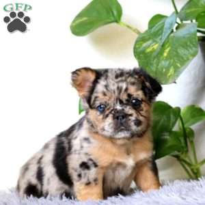 Jayda, French Bulldog Puppy