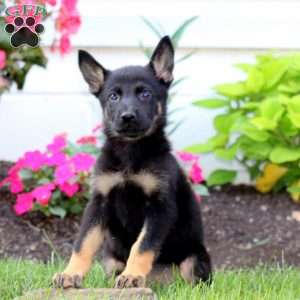 Jayda, German Shepherd Puppy