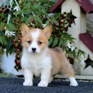 Jayda, Pembroke Welsh Corgi Puppy