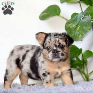 Jayda, French Bulldog Puppy