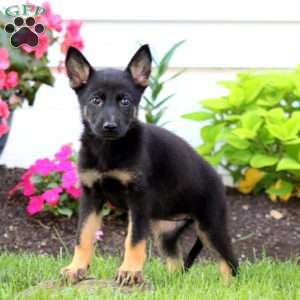 Jayda, German Shepherd Puppy