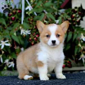 Jayda, Pembroke Welsh Corgi Puppy