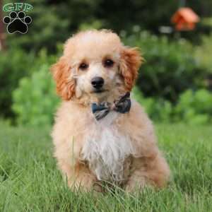 Jazz, Miniature Poodle Puppy