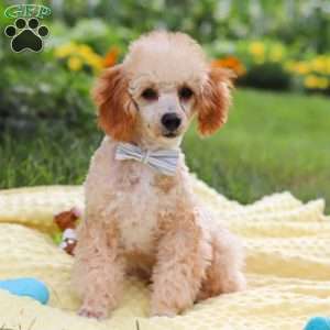 Jazz, Miniature Poodle Puppy