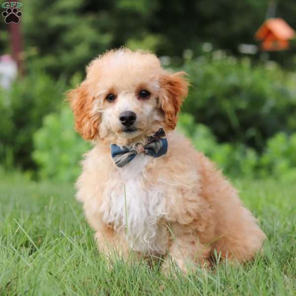 Jazz, Miniature Poodle Puppy