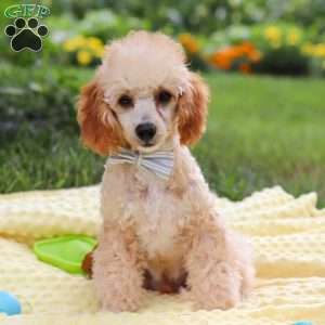 Jazz, Miniature Poodle Puppy