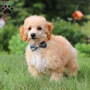 Jazz, Miniature Poodle Puppy
