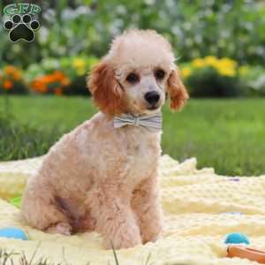 Jazz, Miniature Poodle Puppy