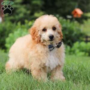 Jazz, Miniature Poodle Puppy