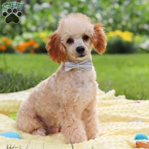 Jazz, Miniature Poodle Puppy